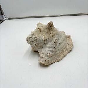 Vintage Large Horned Conch Sea Shell Ocean Summer Decor Heavy Paperweight